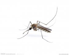 <b>蚊类防治方案</b>