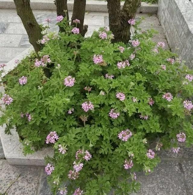 蚊子最怕这8种花！养1盆，蚊香花露水都省了