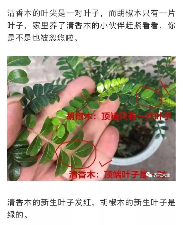 蚊子最怕这8种花！养1盆，蚊香花露水都省了