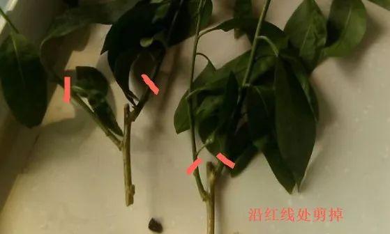 蚊子最怕这8种花！养1盆，蚊香花露水都省了