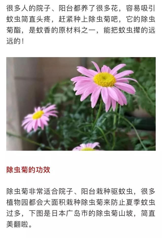 蚊子最怕这8种花！养1盆，蚊香花露水都省了