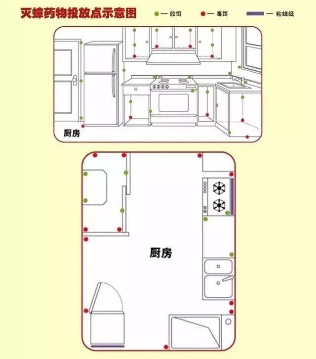 夏天蟑螂太可怕！这些消灭小强的办法，你一定要看