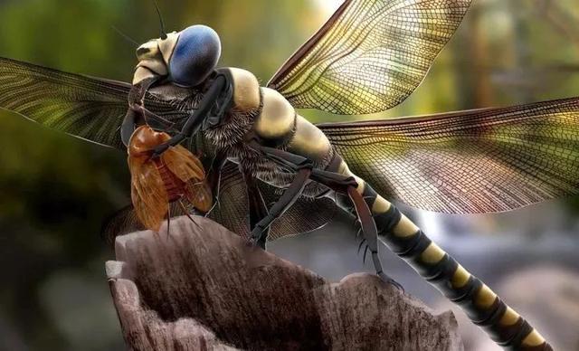 将近1米的大蜻蜓,地球上已知的有史以来最大的昆虫