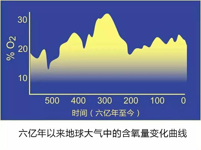 将近1米的大蜻蜓，地球上已知的有史以来最大的昆虫