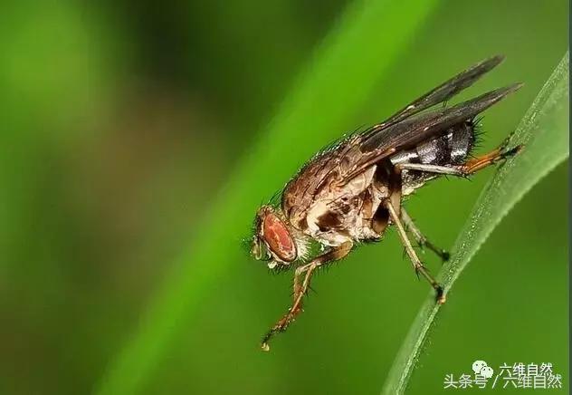 这“大苍蝇”不像苍蝇，却像蚊子一样喜欢吸血