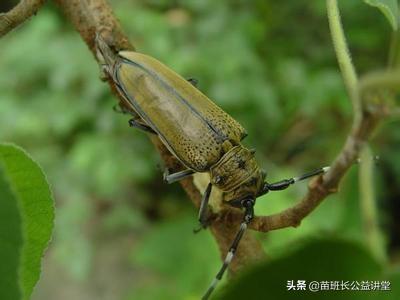 抓住秋冬季防治林木蛀干害虫——天牛