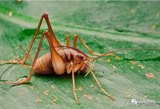 形似蟋蟀的昆虫，是蛛丝马迹中“马”，是灶马留下的痕迹