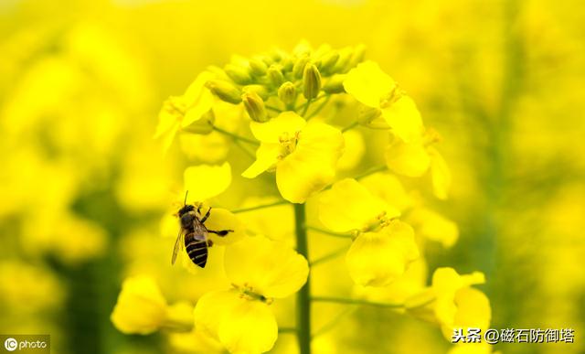 蜜蜂为什么蛰完人就会死？会死为什么还要蜇人？