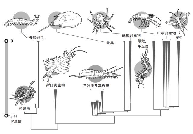 "离奇的白日梦"，怪异到科学家都研究好久的动物——怪诞虫