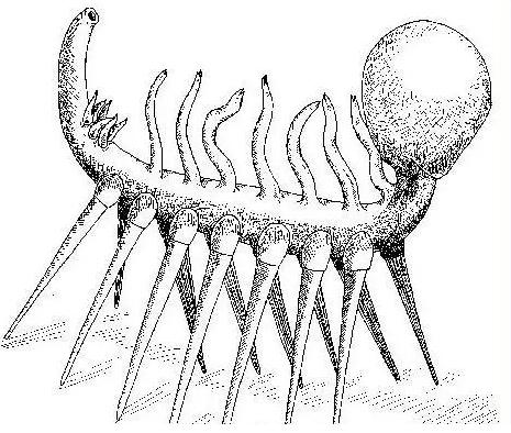 "离奇的白日梦"，怪异到科学家都研究好久的动物——怪诞虫
