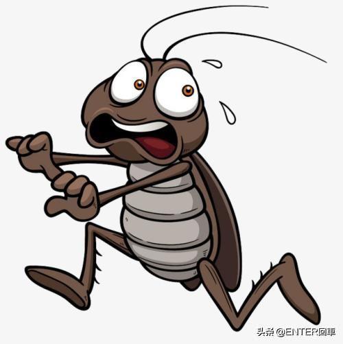 蟑螂的天敌有多厉害？大脑被控制，成为孵卵器