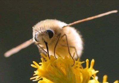 可爱的小生物——安蜂虻正在濒临灭绝，大自然真无情啊