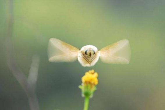 可爱的小生物——安蜂虻正在濒临灭绝，大自然真无情啊