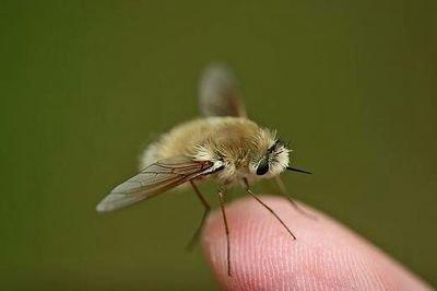 可爱的小生物——安蜂虻正在濒临灭绝，大自然真无情啊