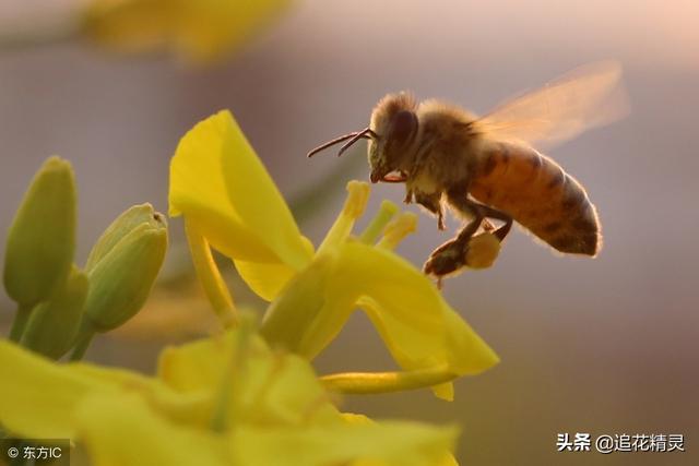 只见蜂生不见蜂死，就忘了蜜蜂也是有寿命的吗？