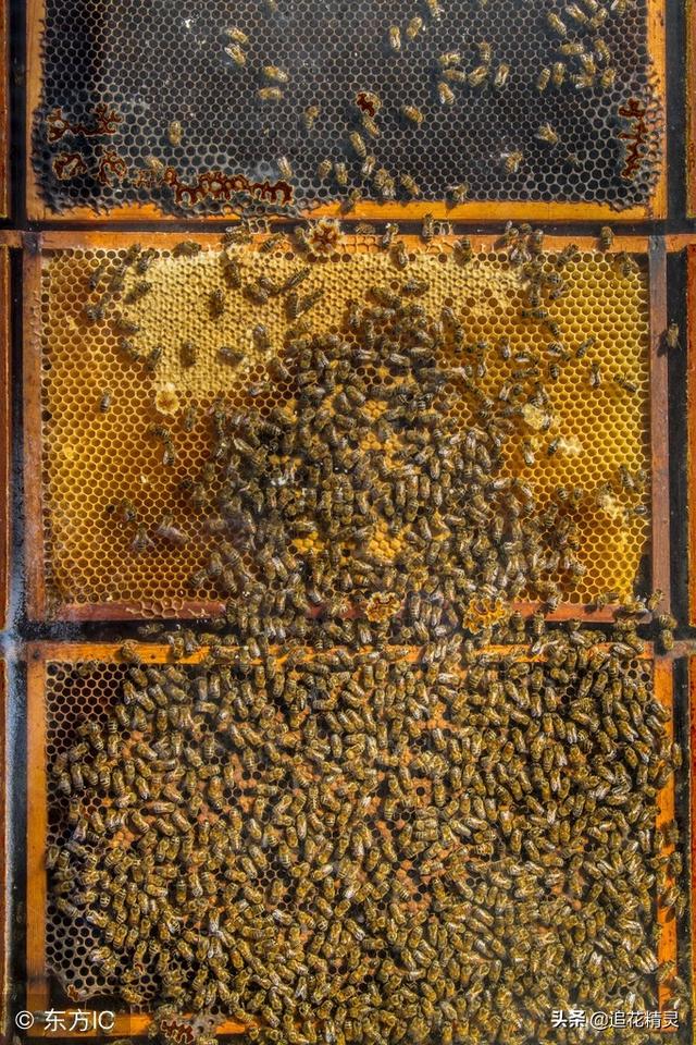 只见蜂生不见蜂死，就忘了蜜蜂也是有寿命的吗？