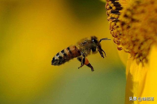 繁衍1.3亿年的蜜蜂，它们是如何防御病毒的？方法值得学习