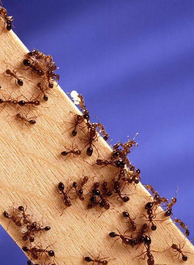 sinv-3同样会影响蚁后的繁殖能力,同时还降低工蚁的觅食效率,导致整个