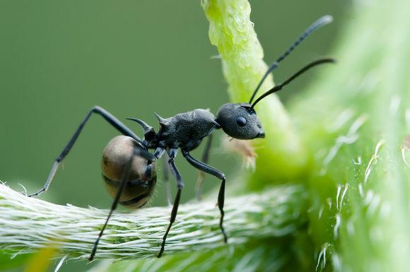 无敌的红火蚁谁能阻挡这种黑蚂蚁或有希望