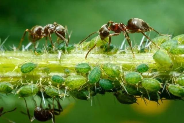 预防植物感染虫害要掌握几个技巧，否则容易感染这8种常见害虫