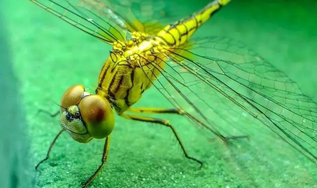 帮帮每周一虫:世界上眼睛最多的动物——蜻蜓