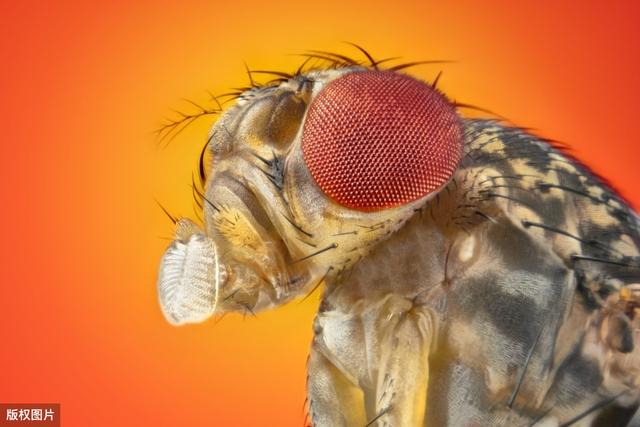 果蝇与科学丨为遗传学做出巨大贡献的果蝇，如此优秀怎么消灭