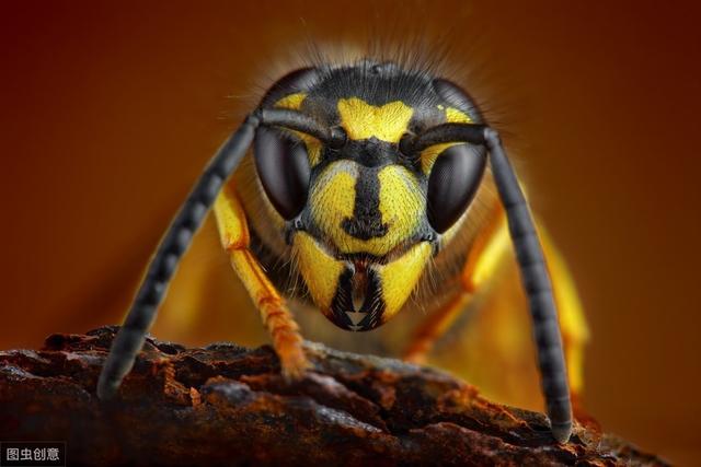 多种多样的胡蜂,寄生,拟态样样精通,幼虫以宿主长大的幼虫为食