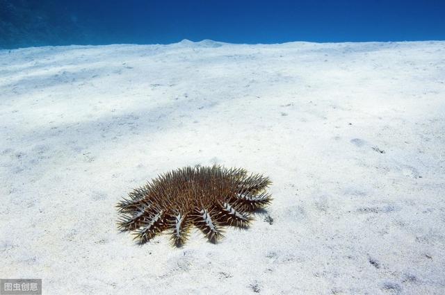 棘冠海星