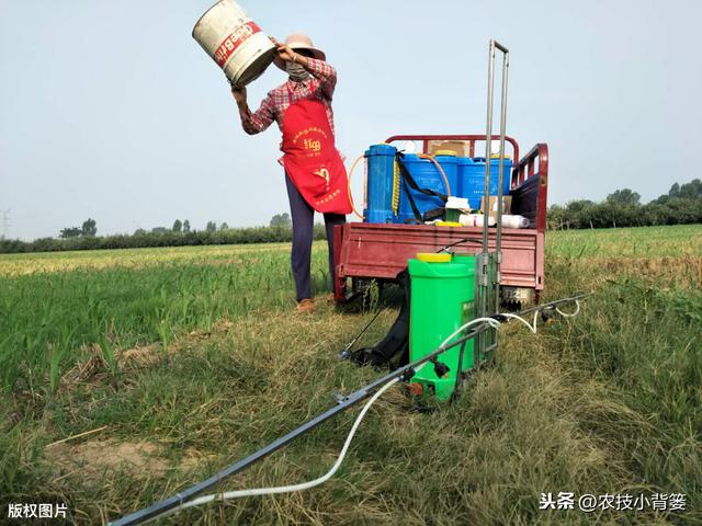 蓟马个体小、危害大，作物受害重、防治难，掌握防治技巧很重要