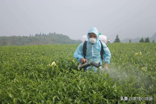 蓟马个体小、危害大，作物受害重、防治难，掌握防治技巧很重要