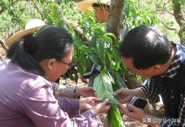 蓟马个体小、危害大，作物受害重、防治难，掌握防治技巧很重要