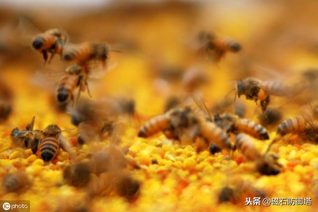 蜜蜂为什么蛰完人就会死？会死为什么还要蜇人？