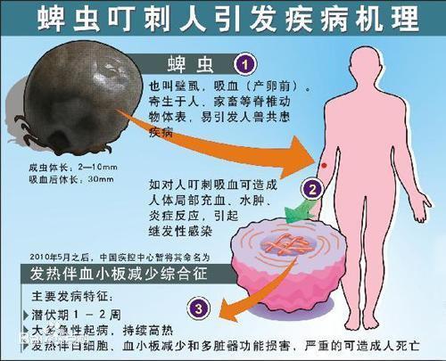 帮帮小课堂｜蜱虫简介