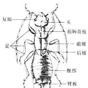 帮帮小课堂｜蠼螋