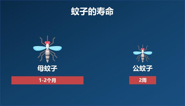 蚊子！一种肚子里装满你的血，嗡嗡作响、让人无可奈何的小虫子