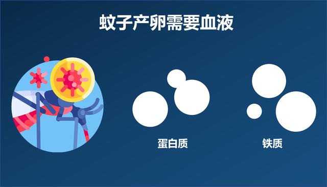 蚊子！一种肚子里装满你的血，嗡嗡作响、让人无可奈何的小虫子