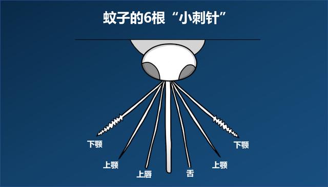 蚊子！一种肚子里装满你的血，嗡嗡作响、让人无可奈何的小虫子