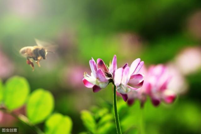 除了蜜蜂之外的“全能型授粉者”，它们帮蜜蜂分担了不少压力