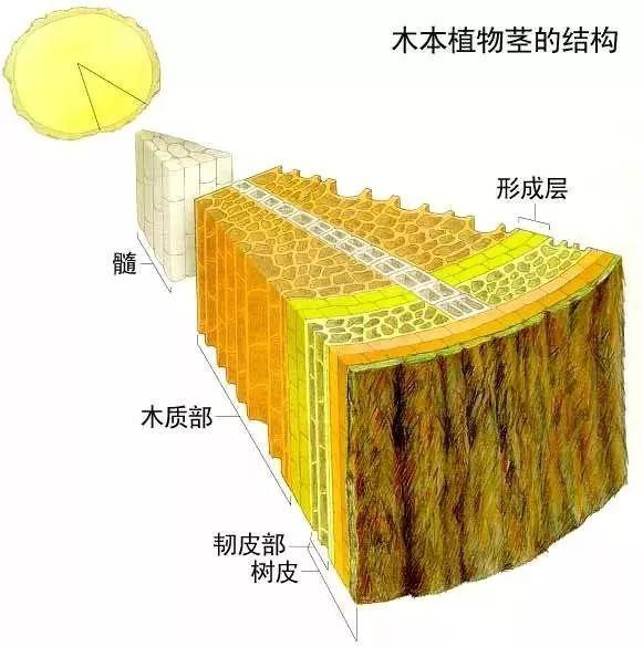 把树啄得千疮百孔却不捉虫，这些啄木鸟是“庸医”还是“流氓”？