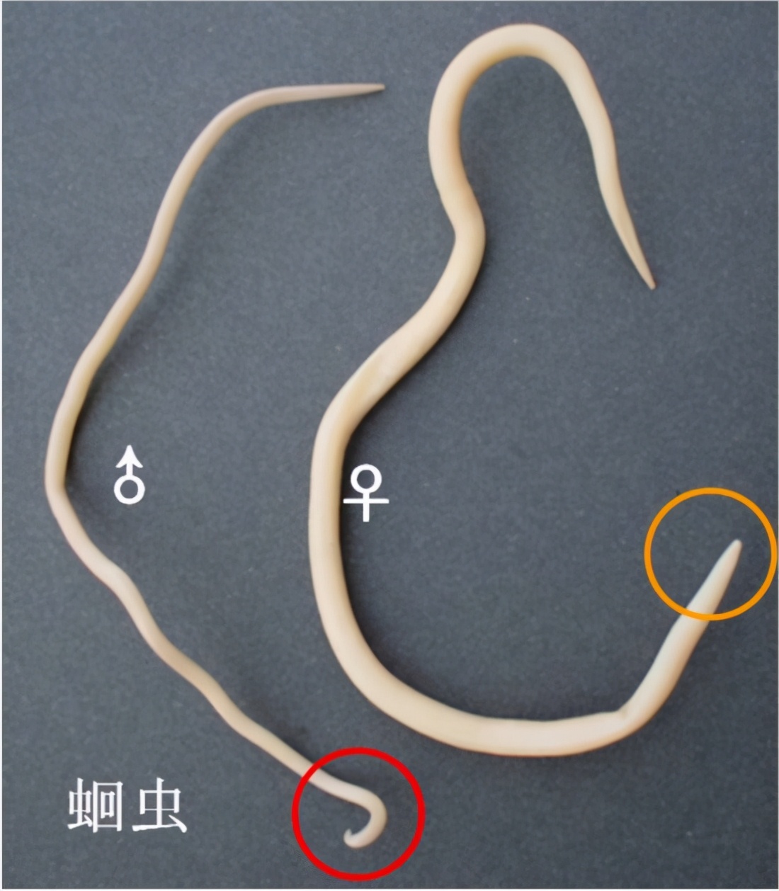 在你肚子一天产卵20万个，将阑尾打穿，蛔虫的可怕还记得吗？