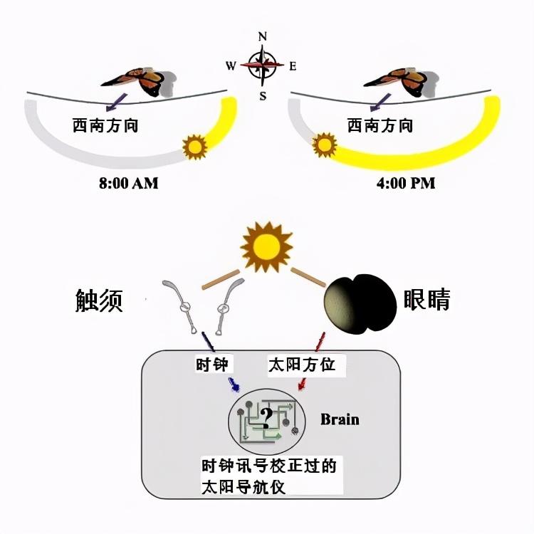 从墨西哥飞往美国，再回到墨西哥，它们用了整整4代