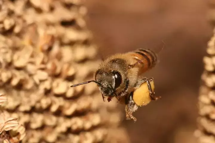 如何区分黄蜂、蜜蜂、马蜂、胡蜂……各种蜂？