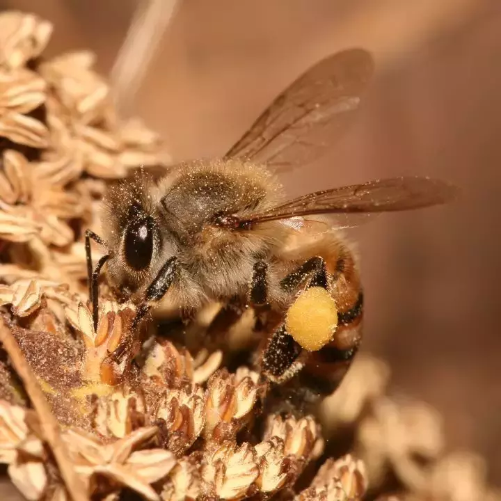 如何区分黄蜂,蜜蜂,马蜂,胡蜂……各种蜂?