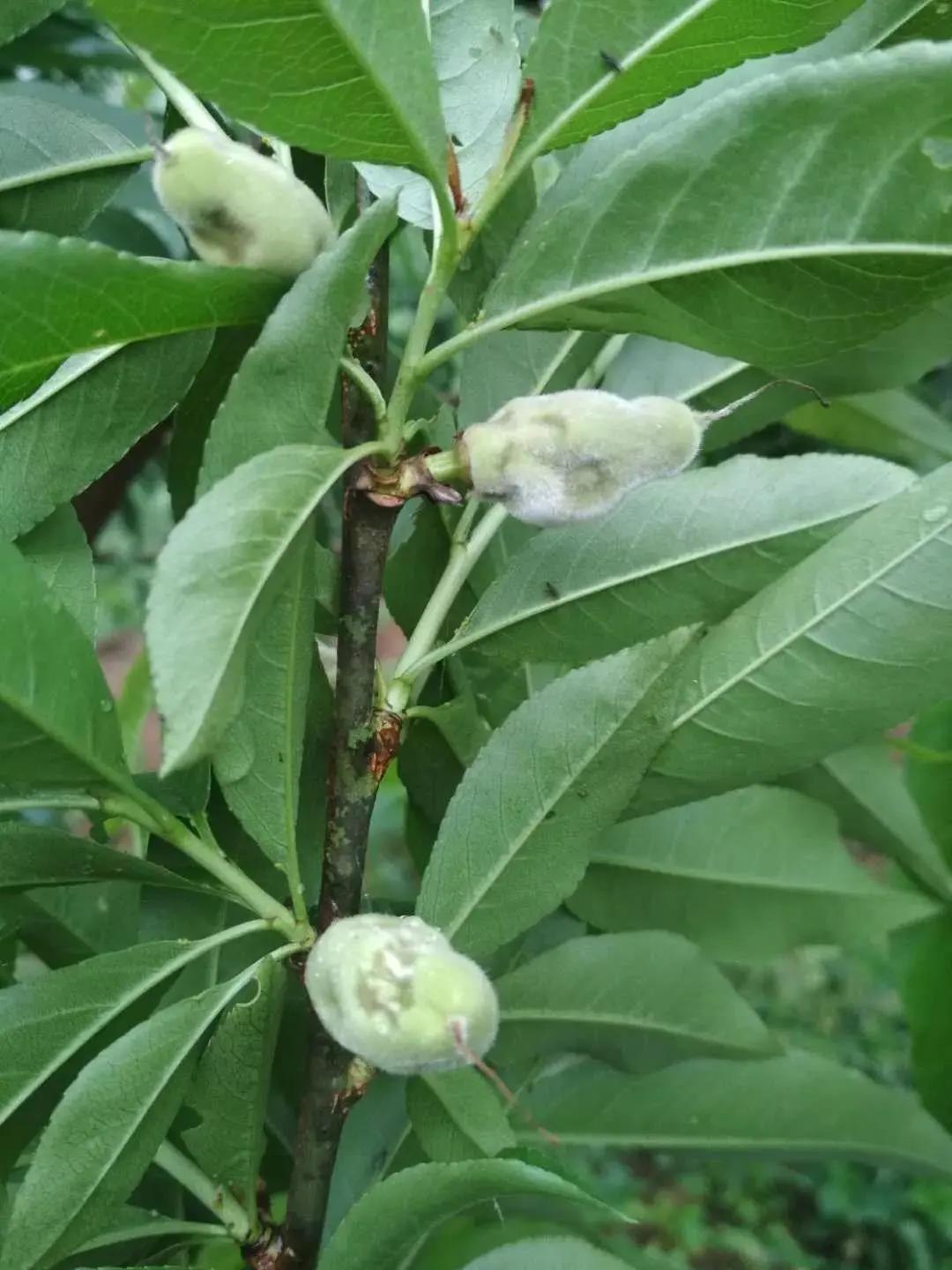 帮帮每周一虫——茶翅蝽的防治