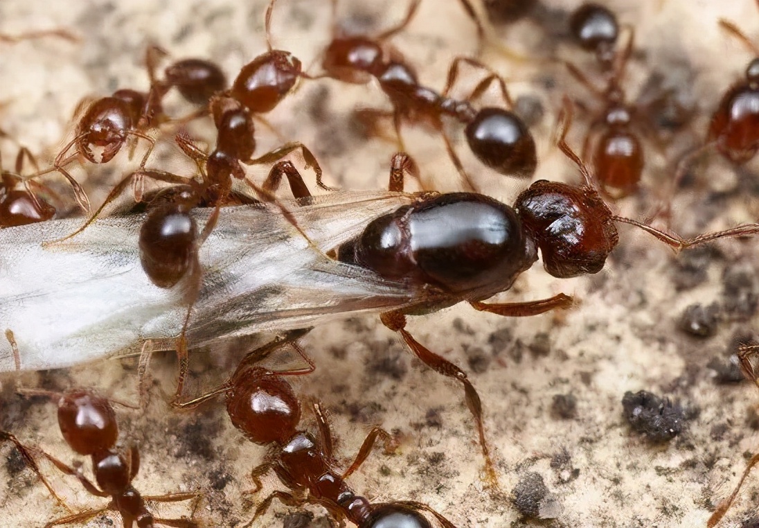 蚂蚁为啥总是对尸体情有独钟？