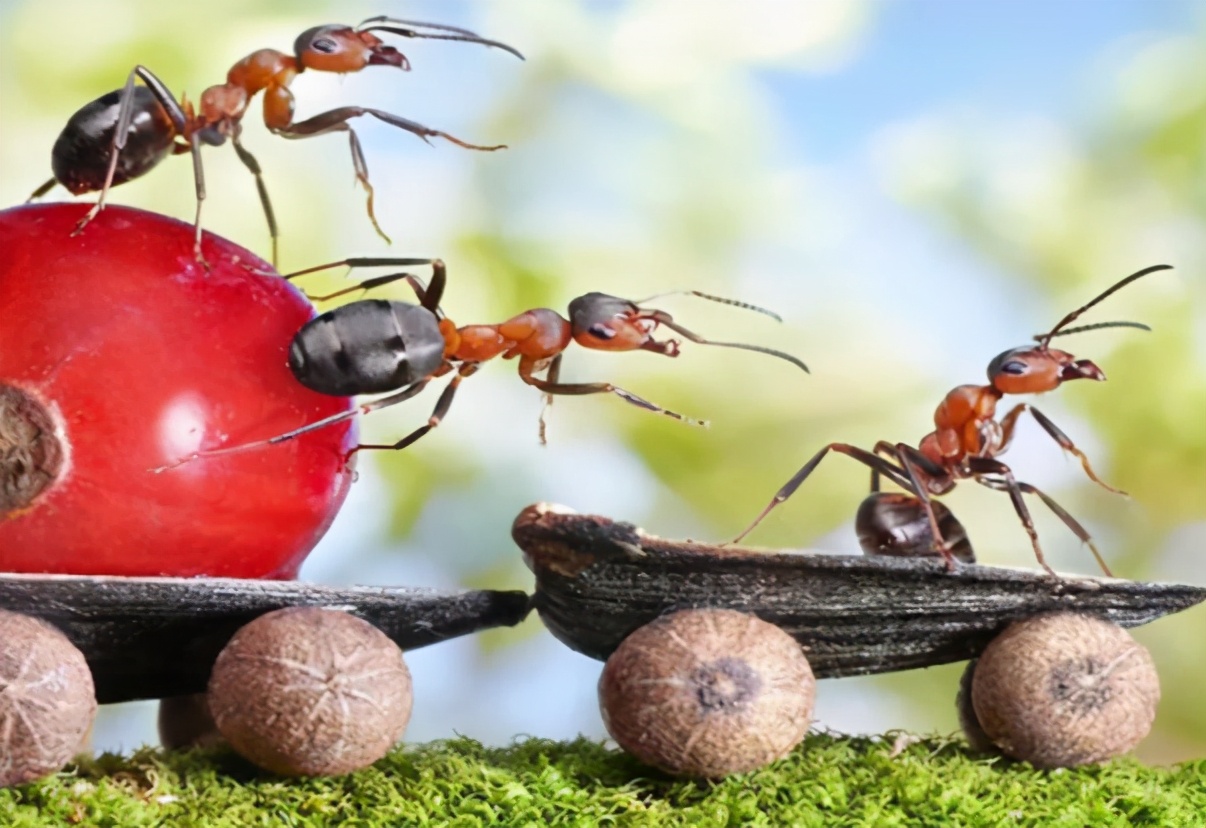 蚂蚁为啥总是对尸体情有独钟？