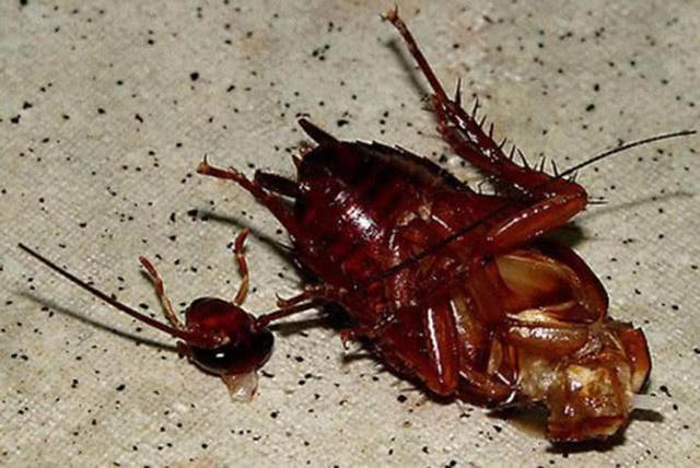 6个关于蟑螂可怕的事实,一种坚不可摧的虫子,正在翻你