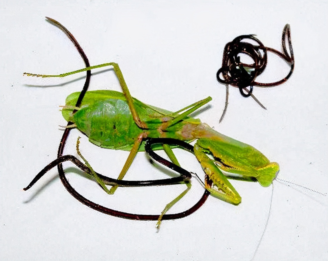 铁线虫来袭，能操纵螳螂“自杀”的寄生虫，能否控制人类？