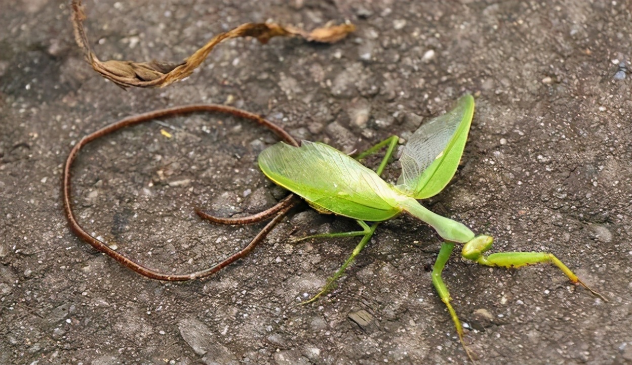 铁线虫来袭，能操纵螳螂“自杀”的寄生虫，能否控制人类？