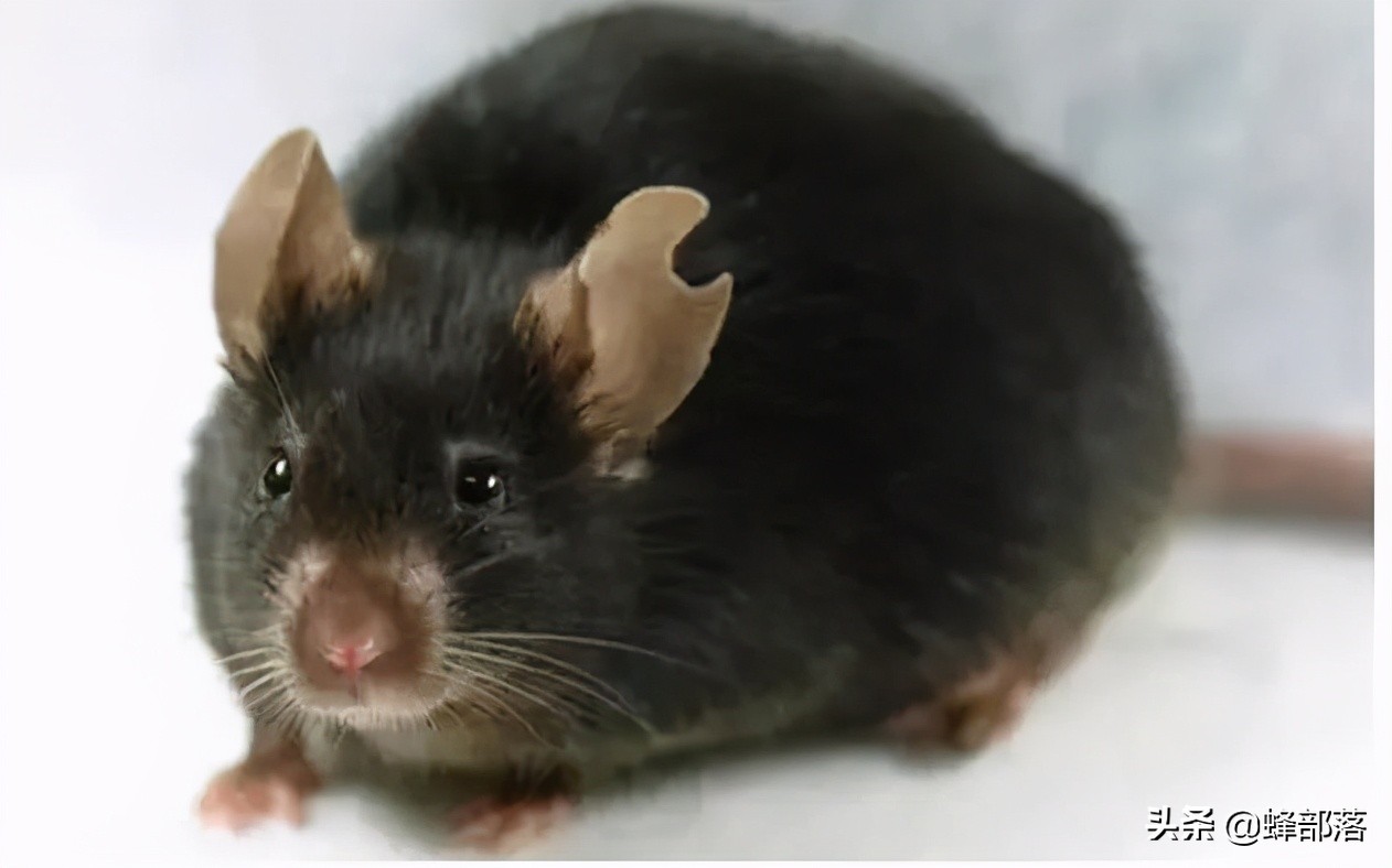 臭水沟中的老鼠为啥总是又大又肥不得不说老鼠真有自知之明